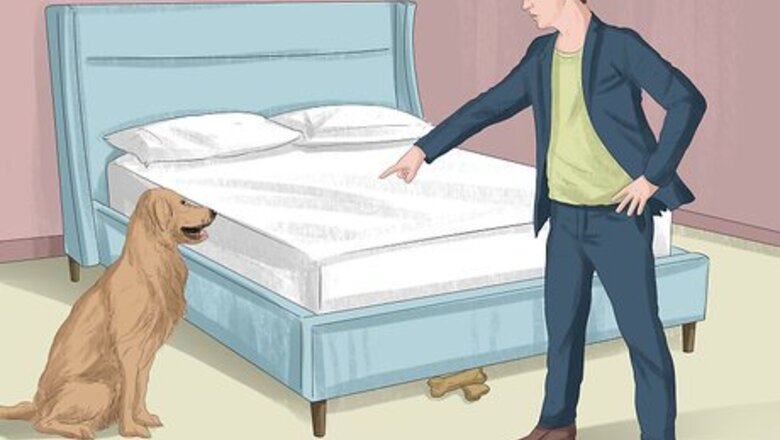 How to Entertain Your Dog on a Rainy Day