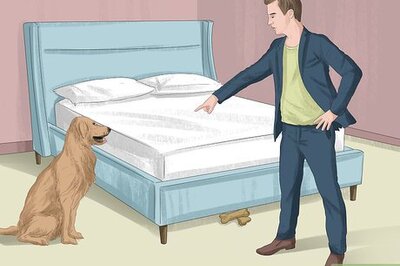 How to Entertain Your Dog on a Rainy Day