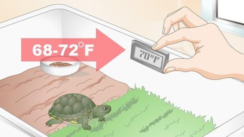 How to Feed Your Turtle if It is Refusing to Eat