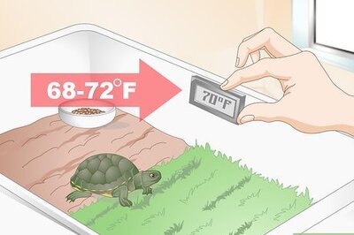 How to Feed Your Turtle if It is Refusing to Eat