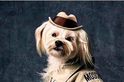 Moschino Launches Pet Line for the Uber Fashionable Dogs