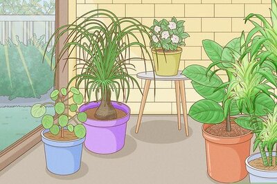How to Decorate With Houseplants
