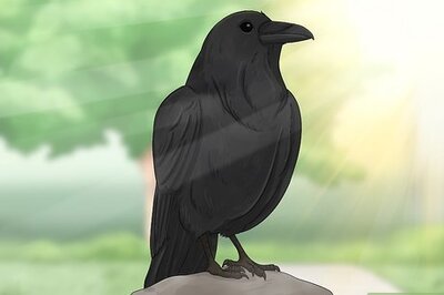Why Are Crows Considered Bad Luck? Your Questions Answered