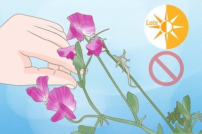 How to Harvest Sweet Pea Seed Pods