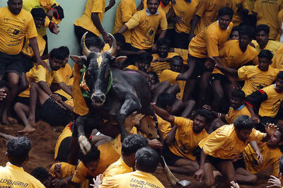 Bill to Replace Jallikattu Ordinance to be Placed in Assembly: TN Governor