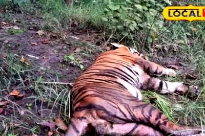 Firecrackers, Horns Made This Tiger Go Deaf; Is This Why It Was Attacking Humans in Pilibhit?