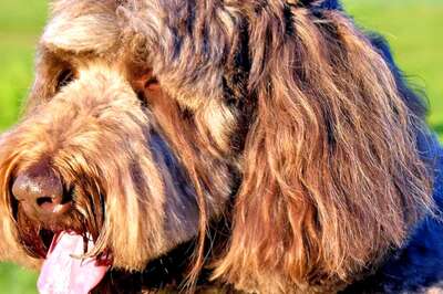 'Paw'dorable Moment: This Dog With 7-Inch Eyelash Sets A World Record