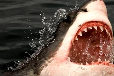 US Man Killed By 9-foot-tall Shark, Wife Watches Helplessly