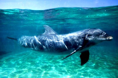 PM Announces Conservation Project in I-Day Speech Years after Gangetic Dolphins Were Declared National Aquatic Animals