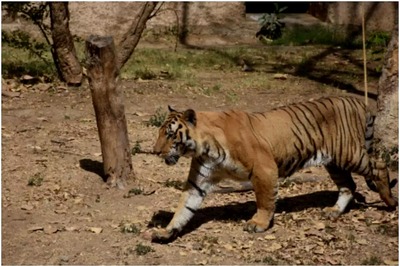 Young Girl Dies After Tiger Attack, Telangana Forest Dwellers Urge Govt Help Amid Similar Incidents