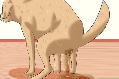 How to Get Rid of a Dog's Whipworms