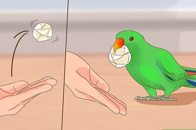 How to Play with a Large Parrot