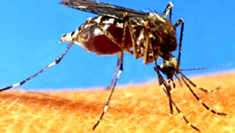 Dengue scare grips Mumbai again, death toll reaches 4