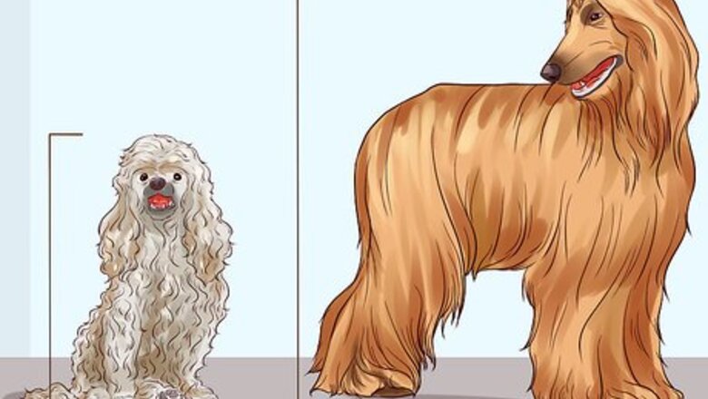 How to Choose a Hypoallergenic Dog