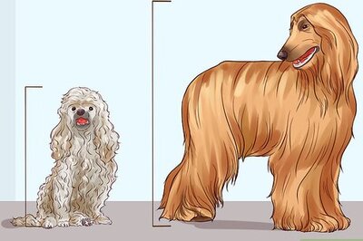 How to Choose a Hypoallergenic Dog