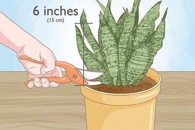 How to Propagate Snake Plant with Cuttings or Division