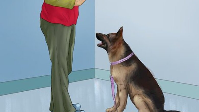 How to Avoid Confusing a Dog During Training
