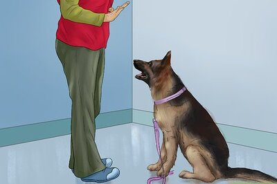 How to Avoid Confusing a Dog During Training