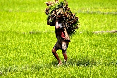 Govt May Skip Large Farm Loan Waiver Ahead of 2019 Polls Despite Drubbing in Heartland: Report