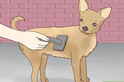 How to Wash a Chihuahua