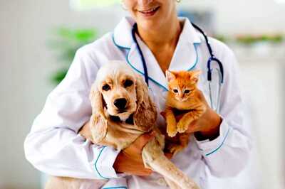 World Veterinary Day 2021: Pet Care Tips for Your Fur Babies
