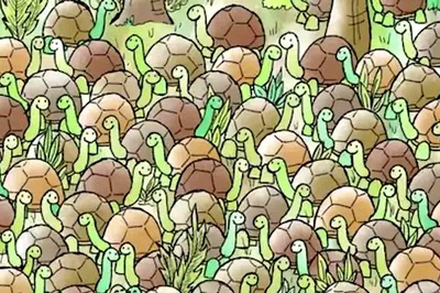Spot The Hidden Snake Among Turtles In This Image. You've 10 Seconds