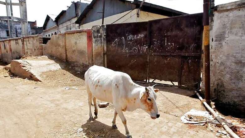Dalit Man Thrashed by 'Upper Caste' Men for Skinning Dead Cow in Gujarat
