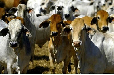 Maha Government to Distribute 'Desi' Cows to Farmers