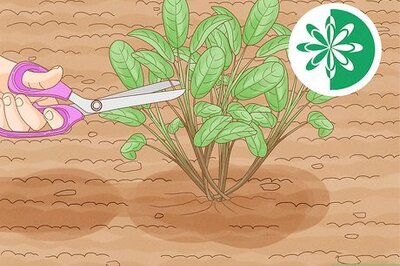 How to Prune Sage