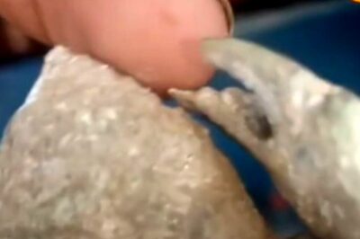 Karnataka Fisherman Discovers Rare Stone-like Crab Fossil