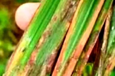 How Telangana Farmers Protect Crop From Pests During Monsoon