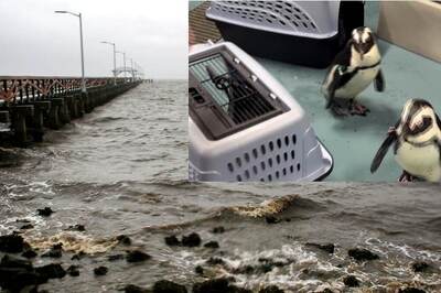 Hurricane Milton Forces Florida Aquarium to Relocate African Penguins for Safety