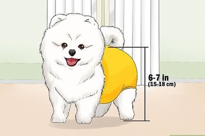How to Identify a Pomeranian