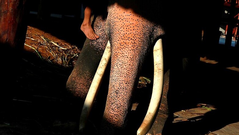 Elephant Dies of Suspected Electrocution in Tamil Nadu