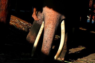 Elephant Dies of Suspected Electrocution in Tamil Nadu