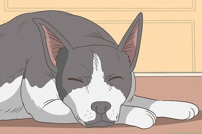 How to Identify Different Dog Worms