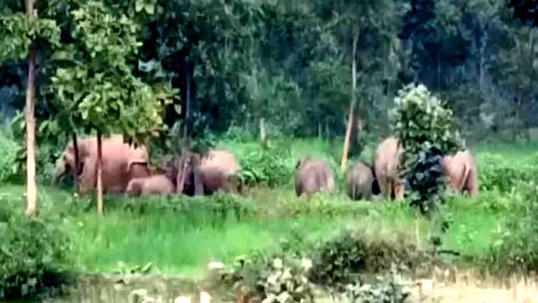 Herd of 40 Elephants Wreaks Havoc in Chhattisgarh Village