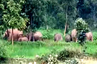 Herd of 40 Elephants Wreaks Havoc in Chhattisgarh Village