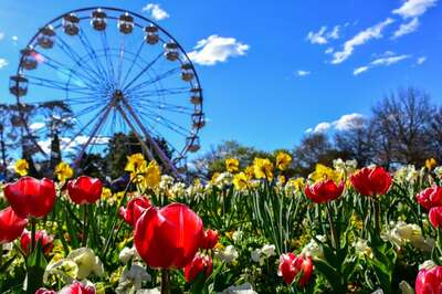 Head To Canberra’s Epic Floriade Festival To Immerse In A Sea of 1 Million Blooms