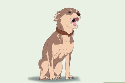How to Handle Small Dog Syndrome: Dealing with Napoleon Complex Canines