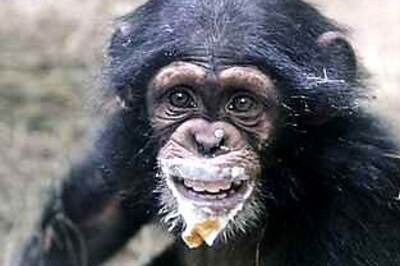 Chimps capable of altruism, say Japan researchers