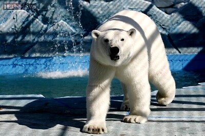 Bigfoot may be cross between polar bear and brown bear, claims Oxford scientist