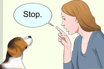 How to Train Your Dog to Be Calm