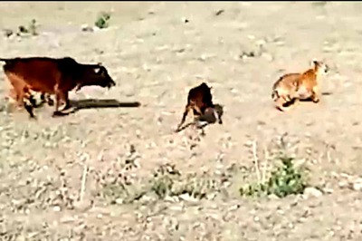 Chilling Video Shows Tiger Attacking Calf Before Being Scared Away By Cow
