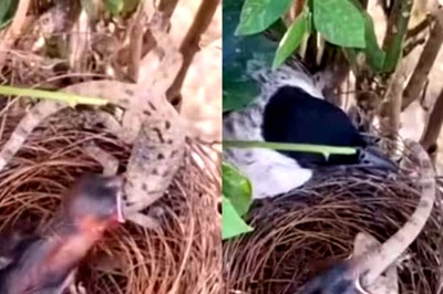 Baby Cuckoo Attempts To Swallow A Chameleon. Here’s What Happens Next