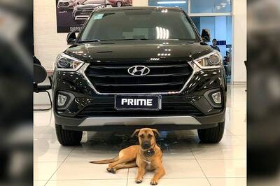 Hyundai Showroom in Brazil Adopts Street Dog as Employee, Names Him 'Tucson Prime'