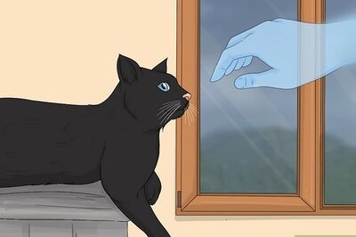 What Is the Spiritual Significance of a Black Cat?