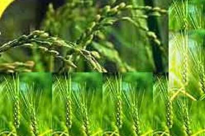 UP to invest Rs 270 bn in agriculture