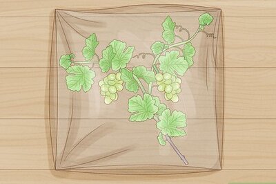 How to Propagate a Grapevine from Store Bought Grapes