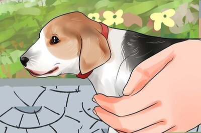 How to Pick Up a Puppy